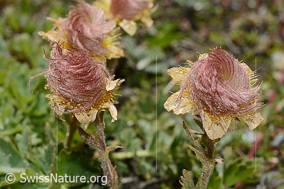 Foto: Kriechende Berg-Nelkenwurz (Geum reptans). Verblühte Blüten.