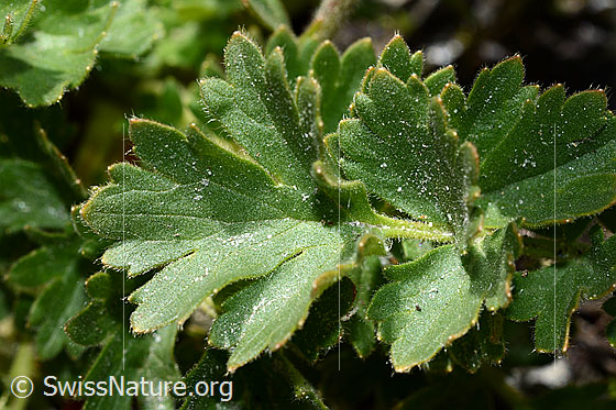 Foto: Kriechende Berg-Nelkenwurz (Geum reptans). Blätter.