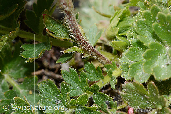 Foto: Kriechende Berg-Nelkenwurz (Geum reptans). Stängel und Blätter.