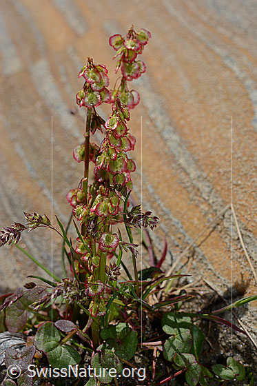 Foto: Säuerling (Oxyria digyna). Stängel und Blüten.