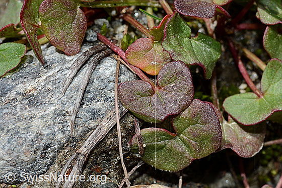 Foto: Säuerling (Oxyria digyna). Blätter