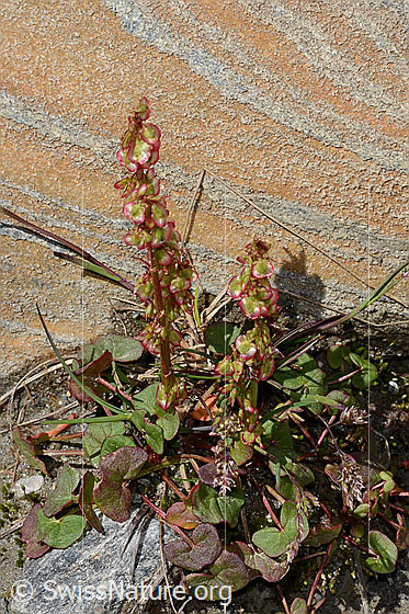 Foto: Säuerling (Oxyria digyna). Ganze Pflanze (Habitus).