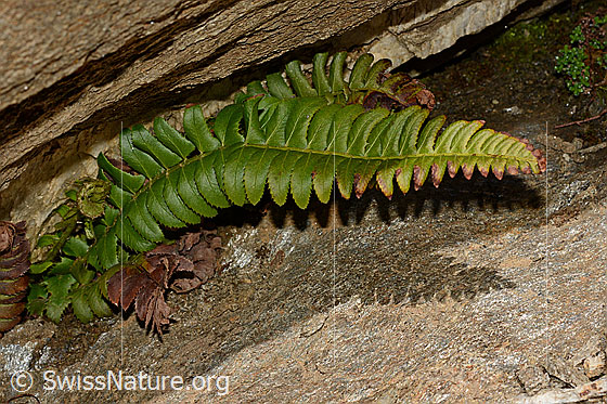 Foto: Wahrscheinlich Lanzenfarn (Polystichum lonchitis). Ganze Pflanze (Habitus).