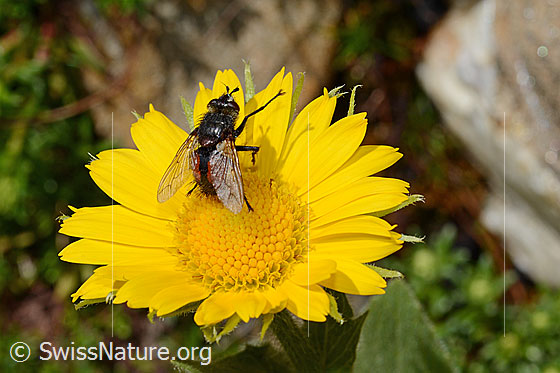 Photo: Tachina magnicornis on Doronicum grandiflorum. View from diagonally behind.
body length: 12-15mm