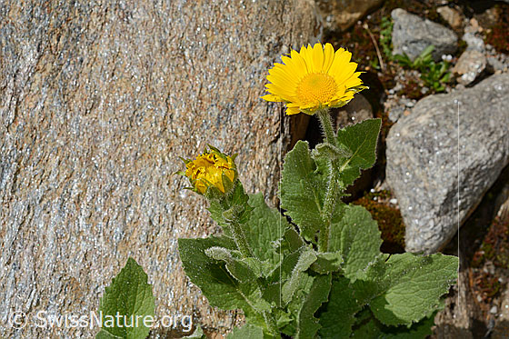 Photo: Doronicum grandiflorum. Whole plant.