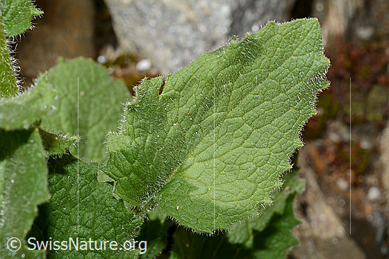 Photo: Doronicum grandiflorum. Leaf.
