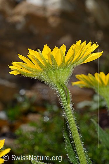 Photo: Doronicum grandiflorum. Blossom and stem from the side.