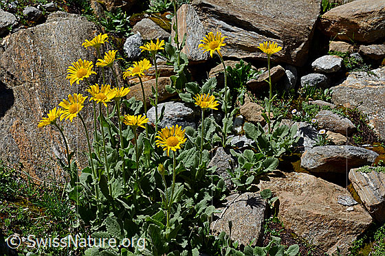 Photo: Doronicum grandiflorum. Whole plant (habiti).