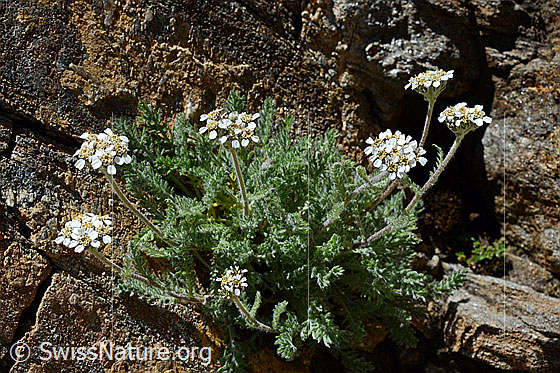 Foto: Zwerg-Schafgarbe (Achillea nana). Ganze Pflanze. Gestein: Bündner Schiefer.