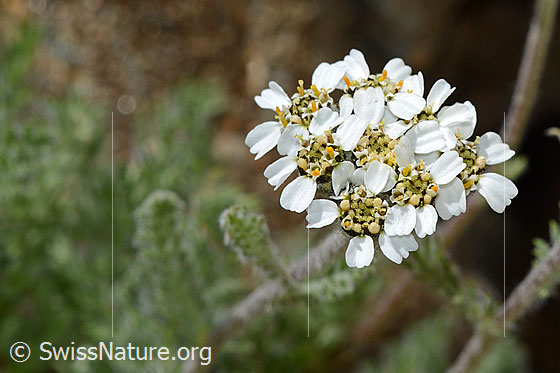 Zwerg-Schafgarbe (Achillea nana)
