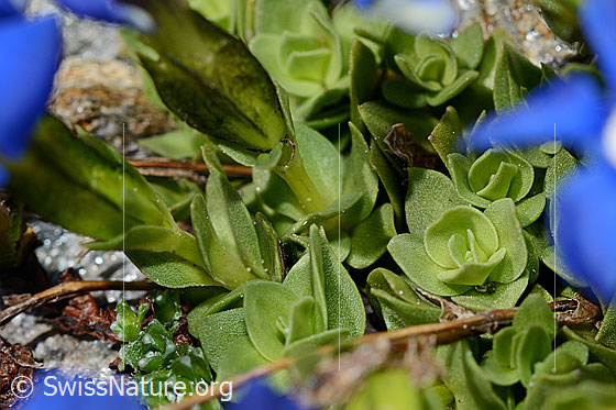 Photo: Probably Gentiana orbicularis. Leaf base rosettes and stems.