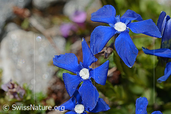 Rundblättriger Enzian (Gentiana orbicularis)