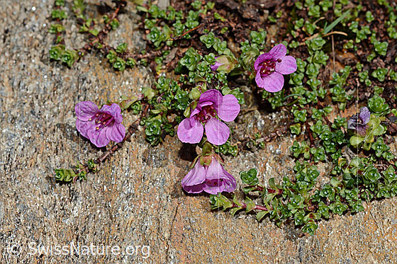 Foto: Gegenblättriger Steinbrech (Saxifraga oppositifolia). Ganze Pflanze (Habitus)