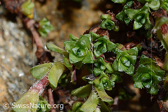 Foto: Gegenblättriger Steinbrech (Saxifraga oppositifolia).