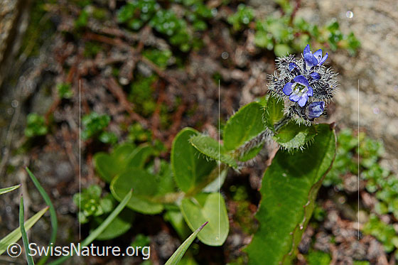 Foto: Alpen-Ehrenpreis (Veronica alpina). Ganze Pflanze. Blüten geöffnet.