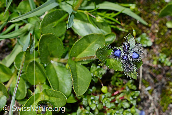 Foto: Alpen-Ehrenpreis (Veronica alpina). Ganze Pflanze. Blüten geschlossen.
