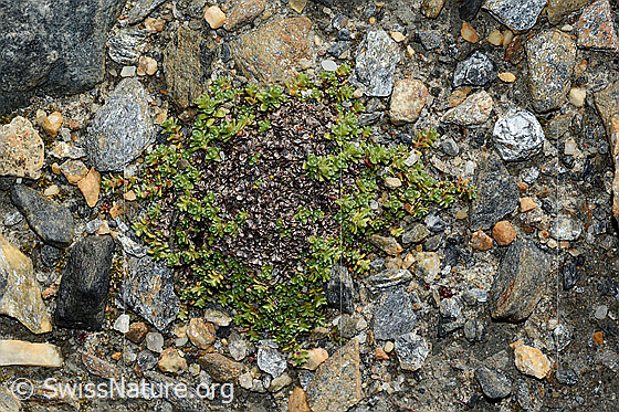 Foto: Gegenblättriger Steinbrech (Saxifraga oppositifolia). Polster ohne Blüten.
