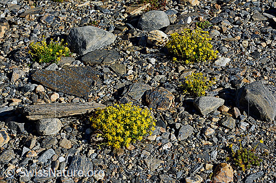 Foto: Bewimperter Steinbrech (Saxifraga aizoides). Polster im Gletschervorfeld.