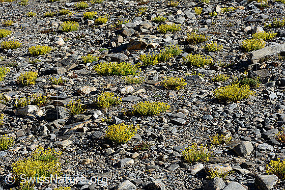 Foto: Bewimperter Steinbrech (Saxifraga aizoides). Polster im Gletschervorfeld.