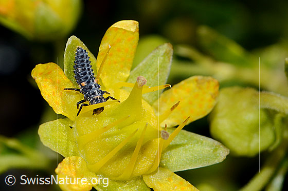 Photo: Probably White collared ladybird (Hippodamia variegata), larva on Saxifraga aizoides. Body length 6mm.