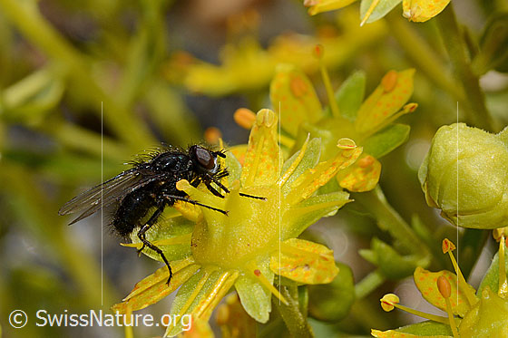 Foto: Wahrscheinlich Zaphne ambigua (Blumenfliege) auf Bewimpertem Steinbrech (Saxifraga aizoides). Ansicht von der Seite.