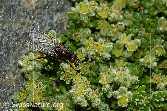 Zaphne ambigua (Blumenfliege) auf Alpen-Bruchkraut (Herniaria alpina)