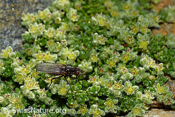 Foto: Zaphne ambigua (Blumenfliege) auf Alpen-Bruchkraut (Herniaria alpina). Ansicht von seitlich oben.