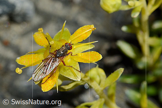 Mycophaga testacea (Blumenfliege) auf Bewimpertem Steinbrech (Saxifraga aizoides)