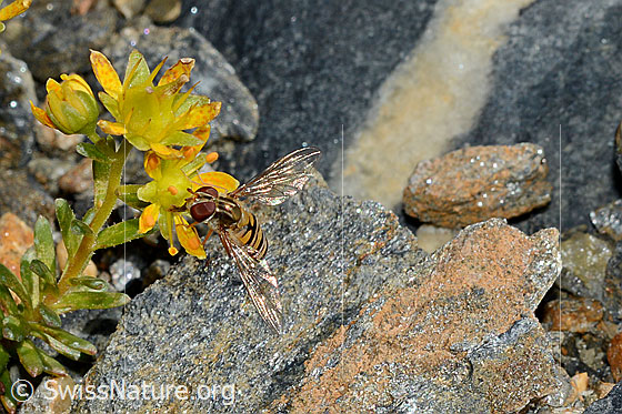 Foto: Hainschwebfliege (Episyrphus balteatus) auf Bewimperter Steinbrech (Saxifraga aizoides). Ansicht von schräg vorne.