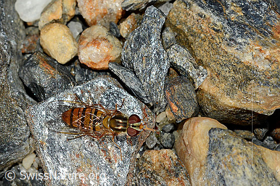 Foto: Hainschwebfliege (Episyrphus balteatus). Flügel geschlossen. Ansicht von oben.