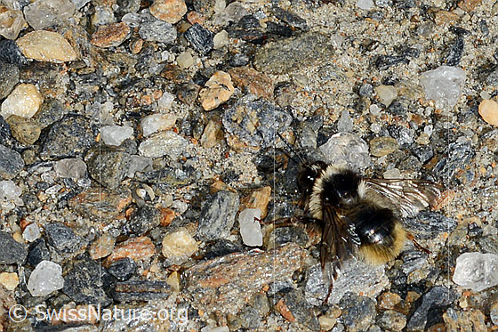 Steinhummel (Bombus lapidarius)