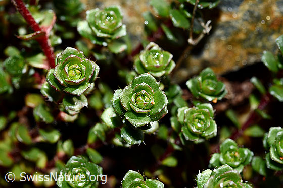 Foto: Zweiblütiger Steinbrech (Saxifraga biflora). Blätter. 