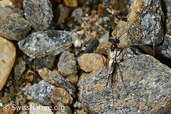 Schwarze Schlupfwespe (Pimpla rufipes)