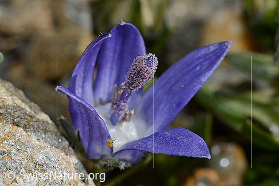 Foto: Mont Cenis-Glockenblume (Campanula cenisia). Blüte, geöffnet. An der Kante eines Blütenblattes ist eine Blattlaus zu sehen.