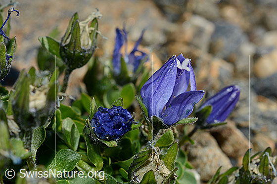 Foto: Mont Cenis-Glockenblume (Campanula cenisia). Geöffnete Blüte und Kelchblätter.
