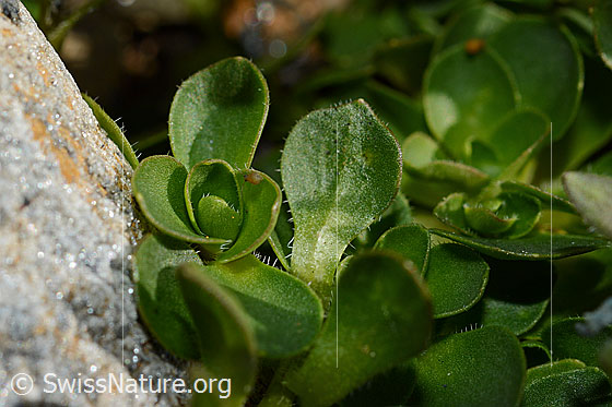 Foto: Mont Cenis-Glockenblume (Campanula cenisia). Blätter.