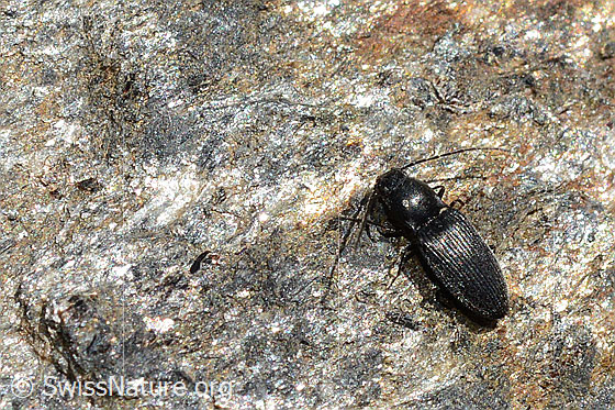 Foto: Schwarzer Rauhaarschnellkäfer (Hemicrepidius niger)