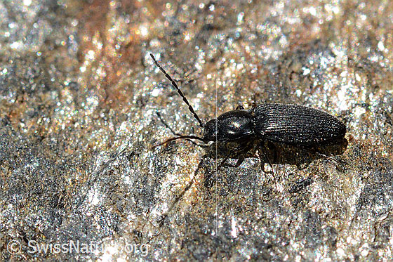 Foto: Schwarzer Rauhaarschnellkäfer (Hemicrepidius niger)
