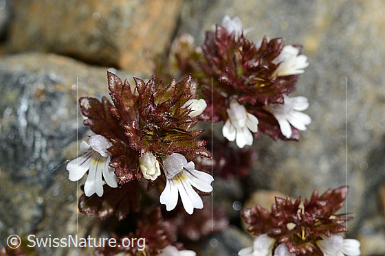 Foto: Zwerg-Augentrost (Euphrasia minima). Blüten und Blätter.