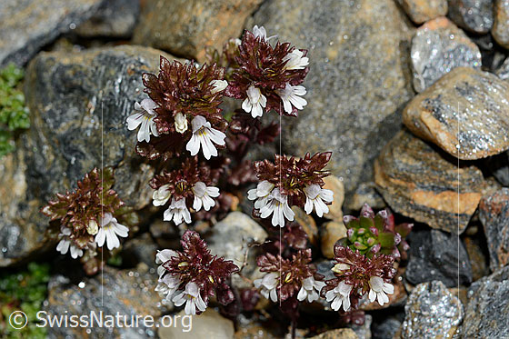Foto: Zwerg-Augentrost (Euphrasia minima). Ganze Pflanze (Habitus)
