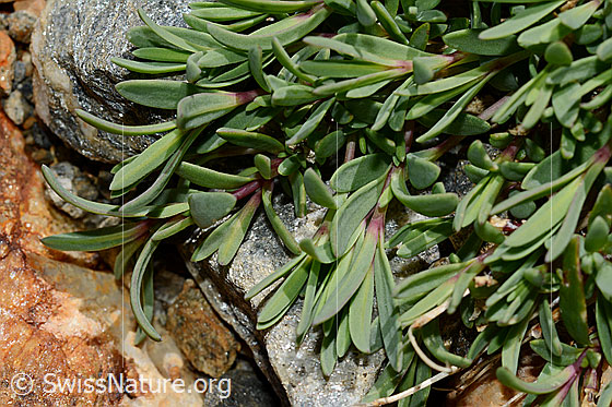 Photo: Gypsophila repens. Leaves.