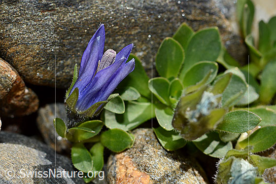 Foto: Mont Cenis-Glockenblume (Campanula cenisia). Ganze Pflanze. Blüte halb geöffnet.