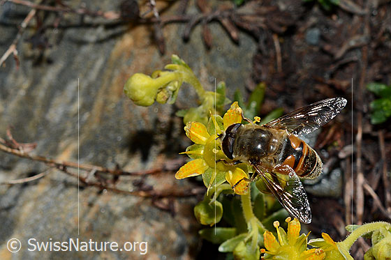 Foto: Mistbiene (Eristalis tenax) auf bewimpertem Steinbrech (Saxifraga aizoides). Männchen.