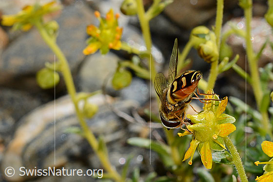 Foto: Mondfleck-Feldschwebfliege (Eupeodes luniger) auf Bewimpertem Steinbrech (Saxifraga aizoides). Länge 9 - 12mm. Männchen. Ansicht von seitlich hinten.