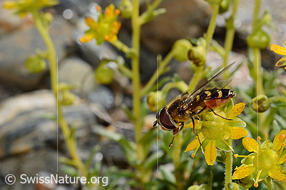 Foto: Mondfleck-Feldschwebfliege (Eupeodes luniger) auf Bewimpertem Steinbrech (Saxifraga aizoides). Länge 9 - 12mm. Männchen. Ansicht von der Seite.