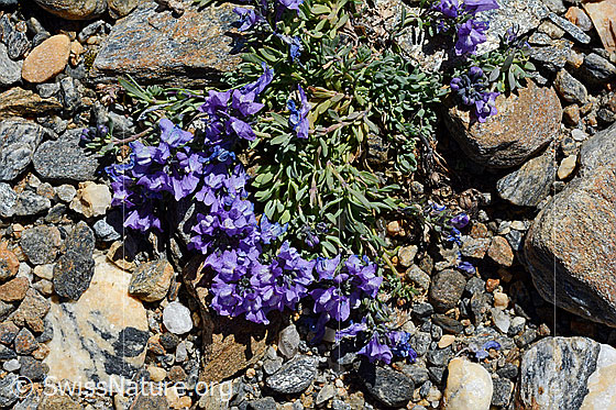 Foto: Alpen-Leinkraut (Linaria alpina). Ganze Pflanze (Habitus).