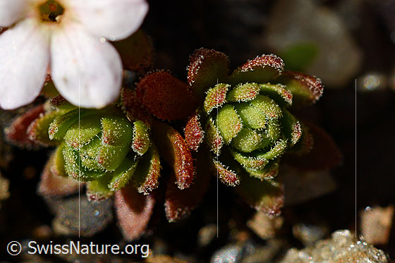 Foto: Alpen-Mannsschild (Androsace alpina). Blatt-Rosette.