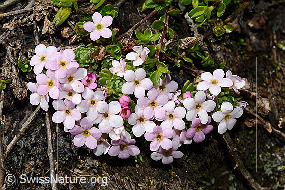 Foto: Alpen-Mannsschild (Androsace alpina). Ganze Pflanze (Habitus).