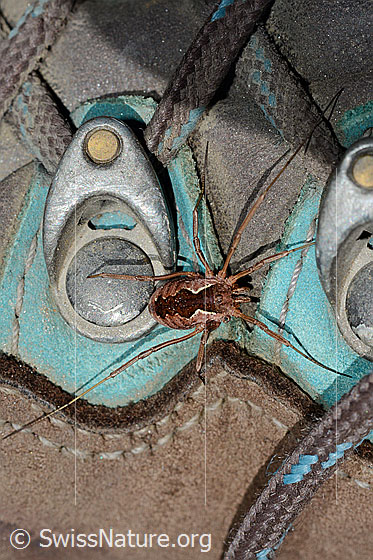 Photo: Probably Mitopus morio. Sitting on mountain shoe. View from above.
body length: male 4.5 - 6.5Mm, female 7 - 9mm.