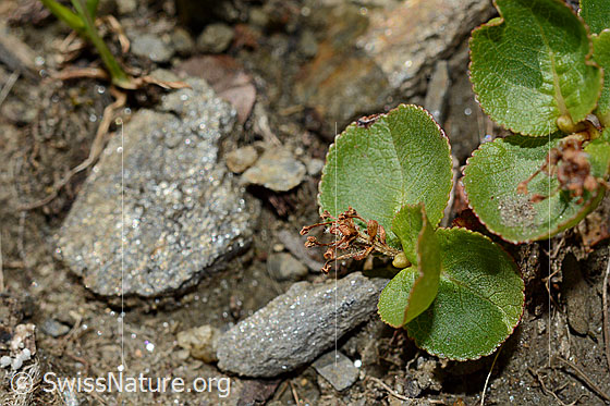 Photo: Salix herbacea. Leaves and faded blossom.